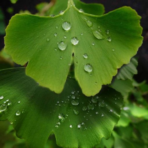 GInkgo Leaf After Rain Rhodium inspiration