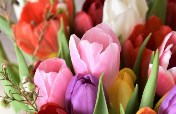 colorful tulips 