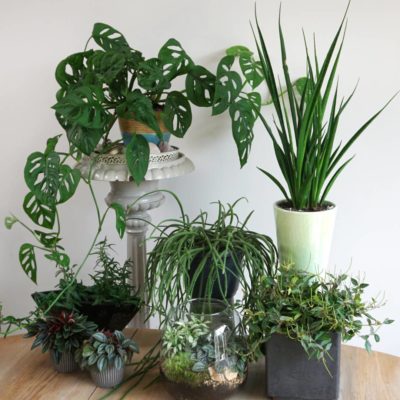 House plants